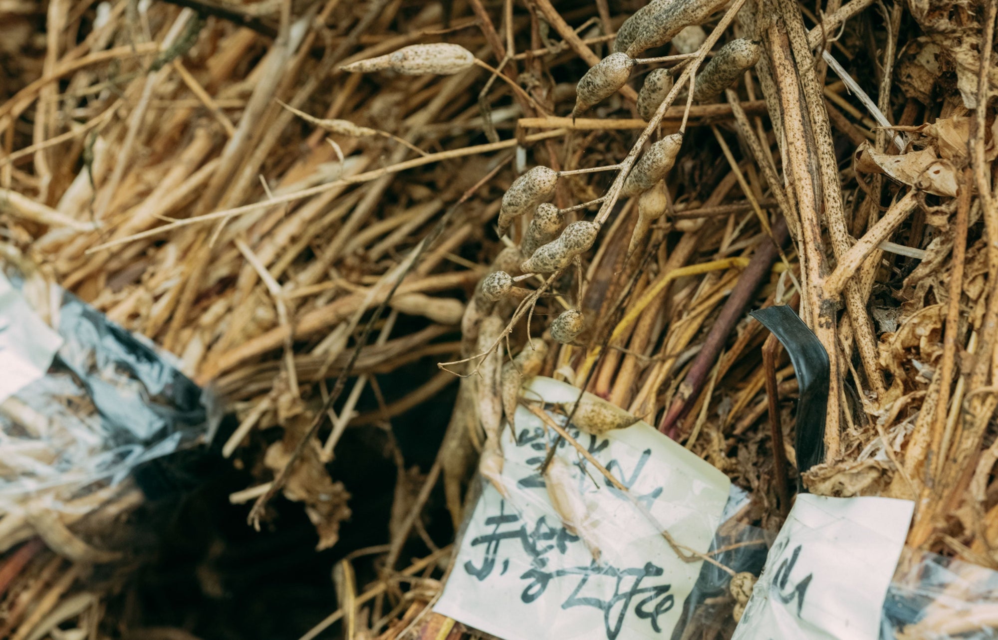 素のままでおいしい、土と人と共生する野菜たち。そして種は社会を映し、人を映す。