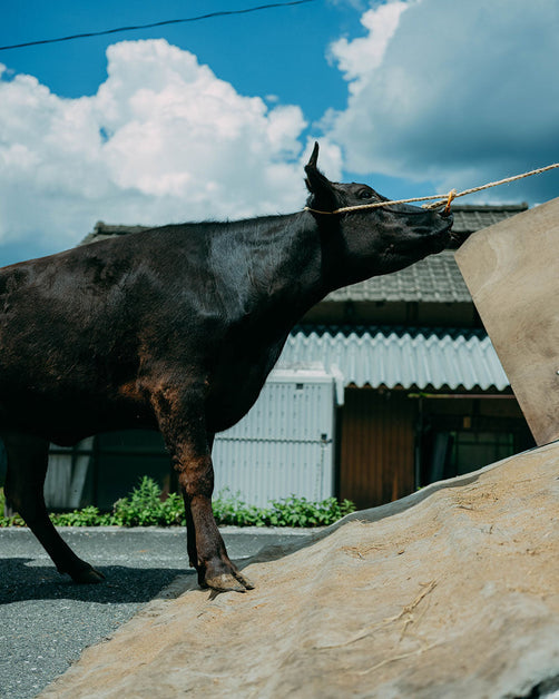 dsf3569_1200x628_crop_center.