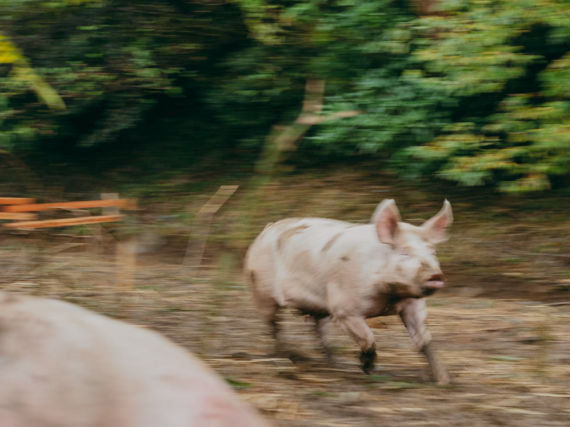 泥だらけですくすく育つ。放し飼いの走る豚。