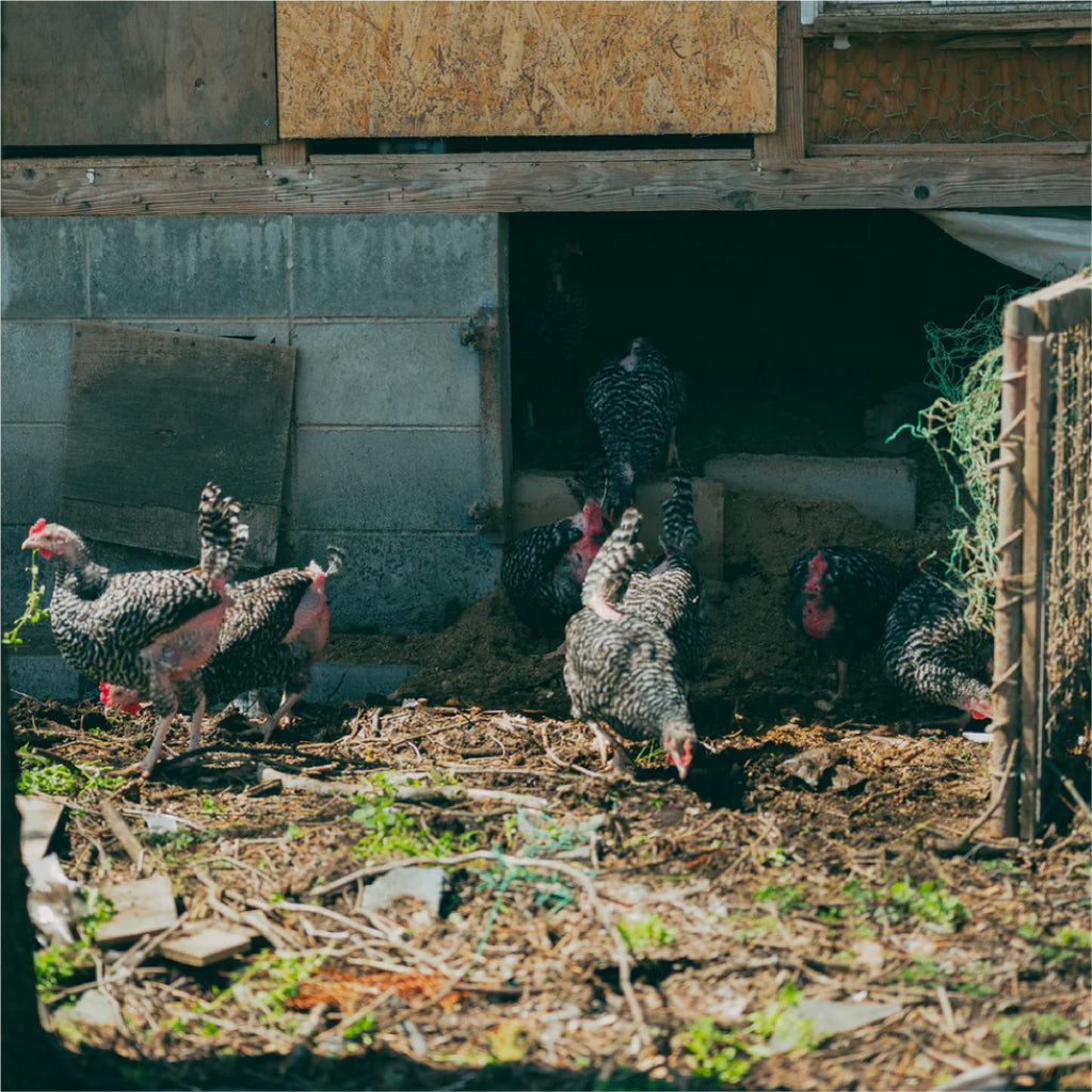 自然の力、発酵の力を含んだ『森飼い自然卵』という卵の入り口