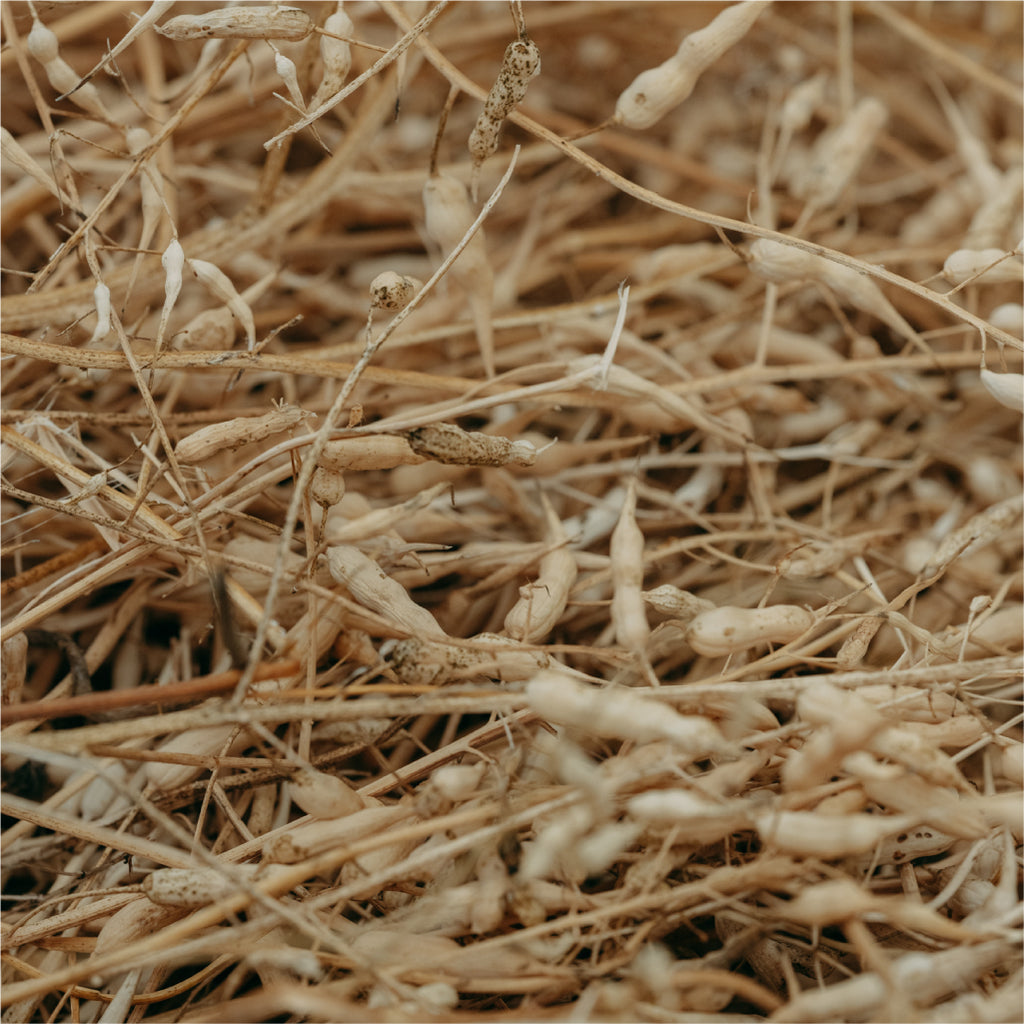 種には農家と紡ぎ続けた物語がある