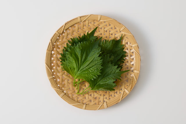 自然循環栽培｜種継ぎ14年　大葉（池松自然農園）