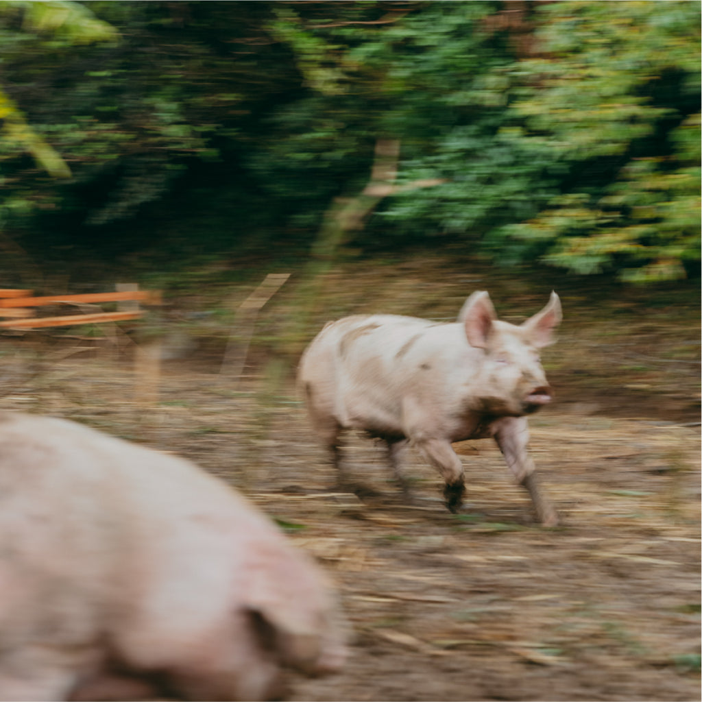 泥だらけですくすく育つ。放し飼いの走る豚。