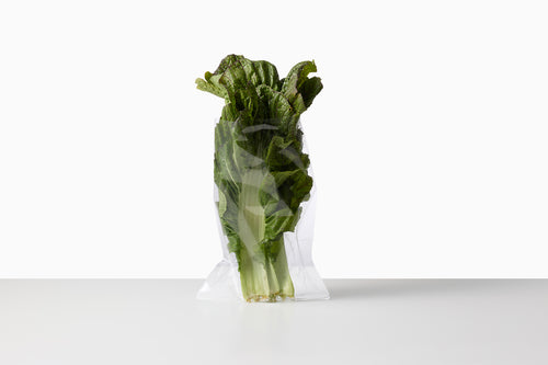 自然循環栽培｜在来種　三池高菜（池松自然農園）