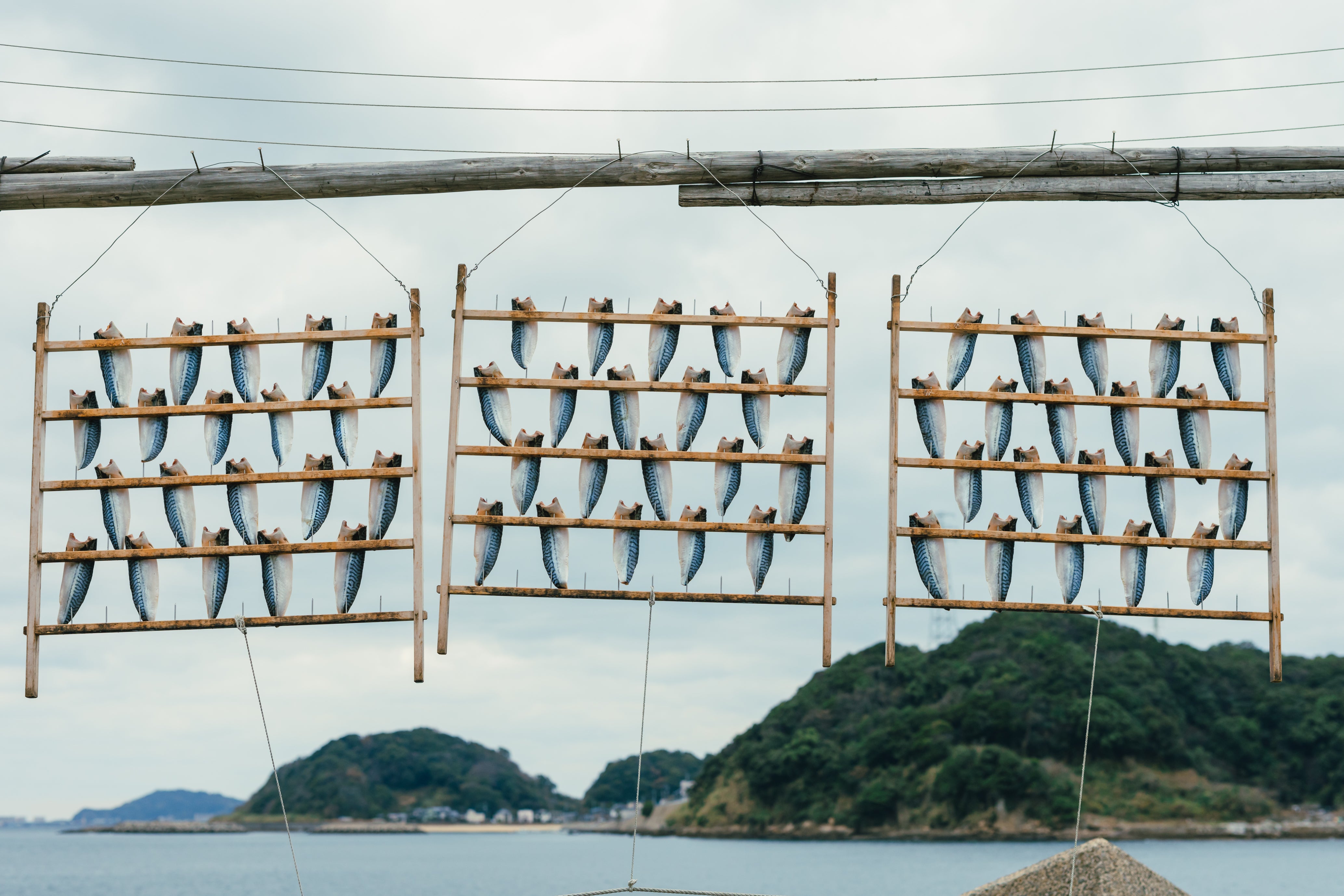魚の味を引き出す、保存と旨味の干物づくり