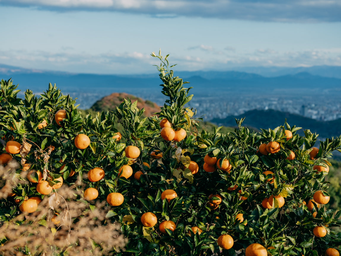 自然栽培｜HIKEの皮ごとみかんジュース | 0.1%の『素の味』があつまる