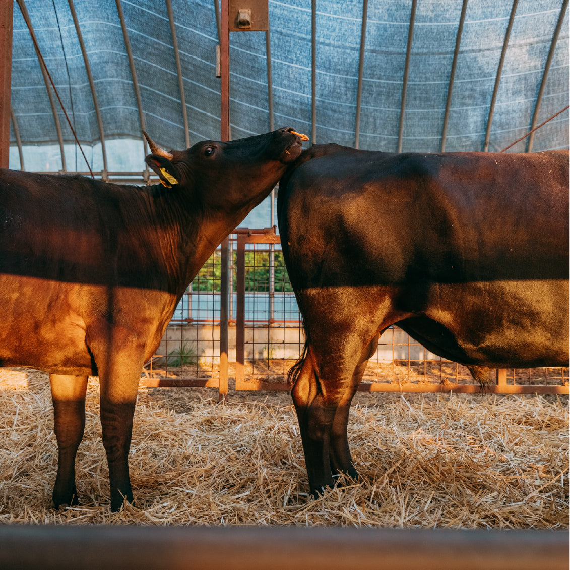 純血の日本牛“竹の谷蔓牛”を500 頭へ イメージ