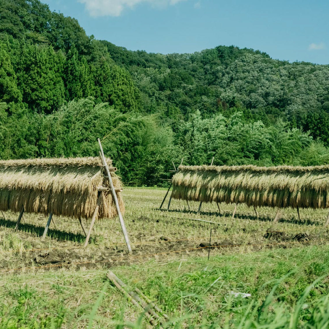 日本の在来種の米「亀の尾・旭」を広げる イメージ