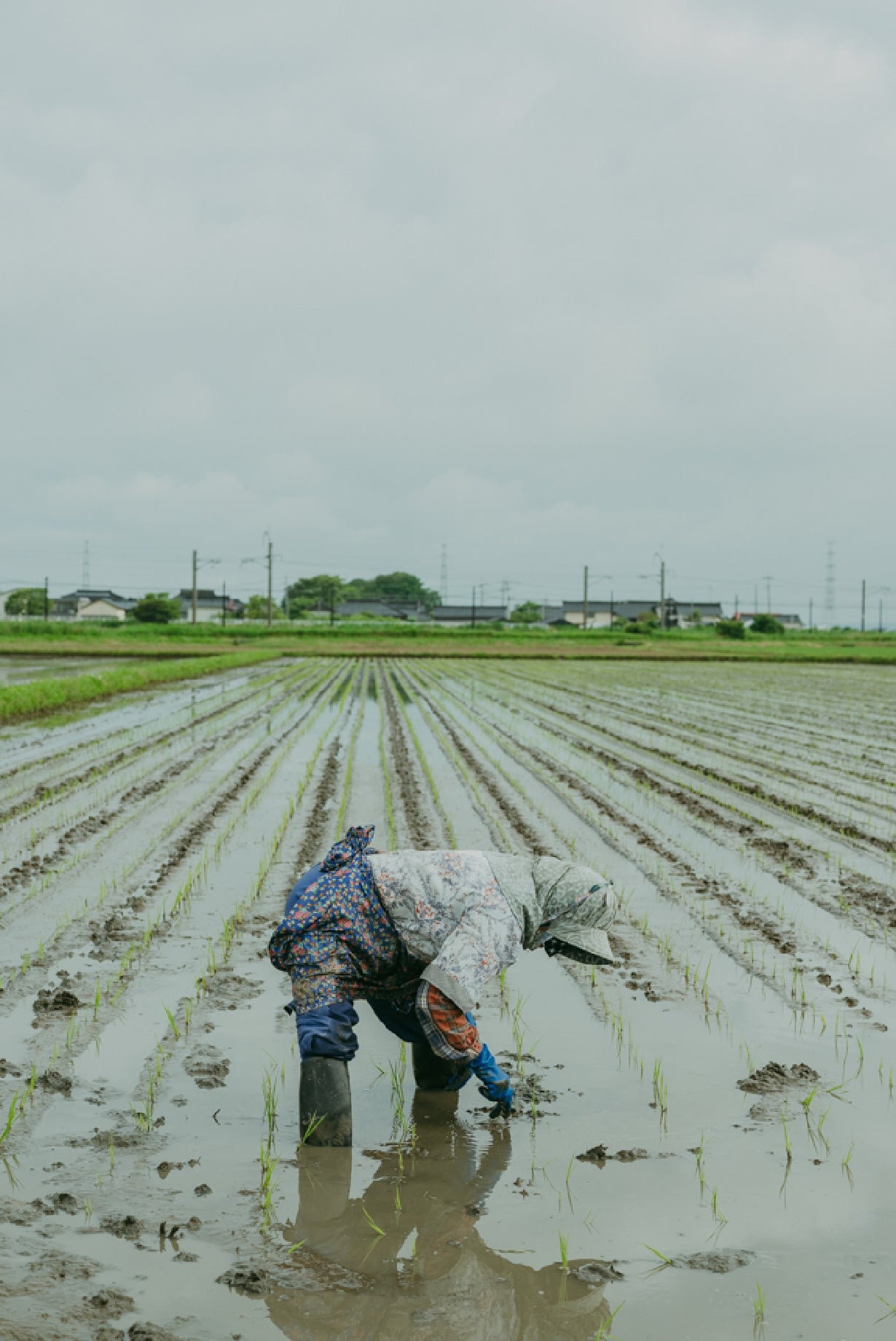 田植え イメージ