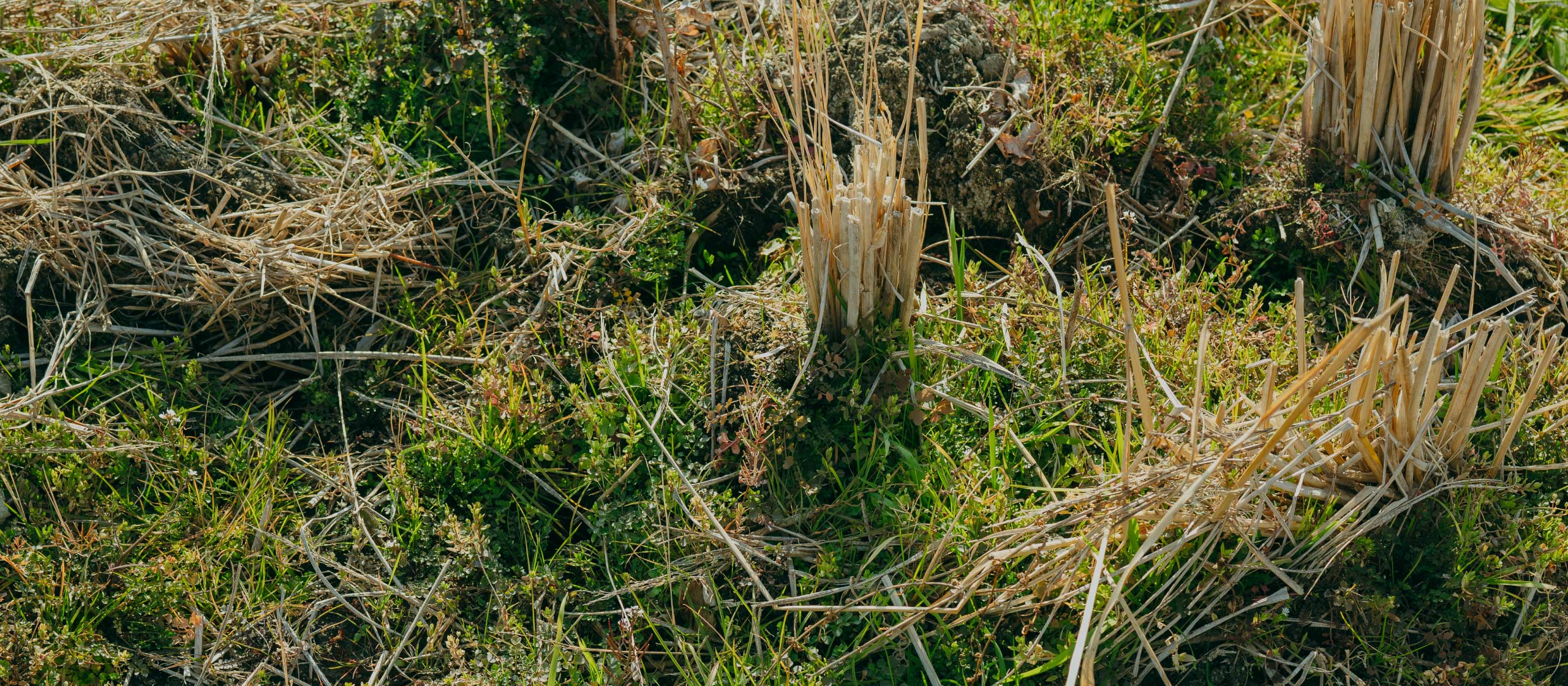 Community Supported Foodculture｜つくることに関わり 『素の味』を育てる 新しいフードシステムをつくろう image visual