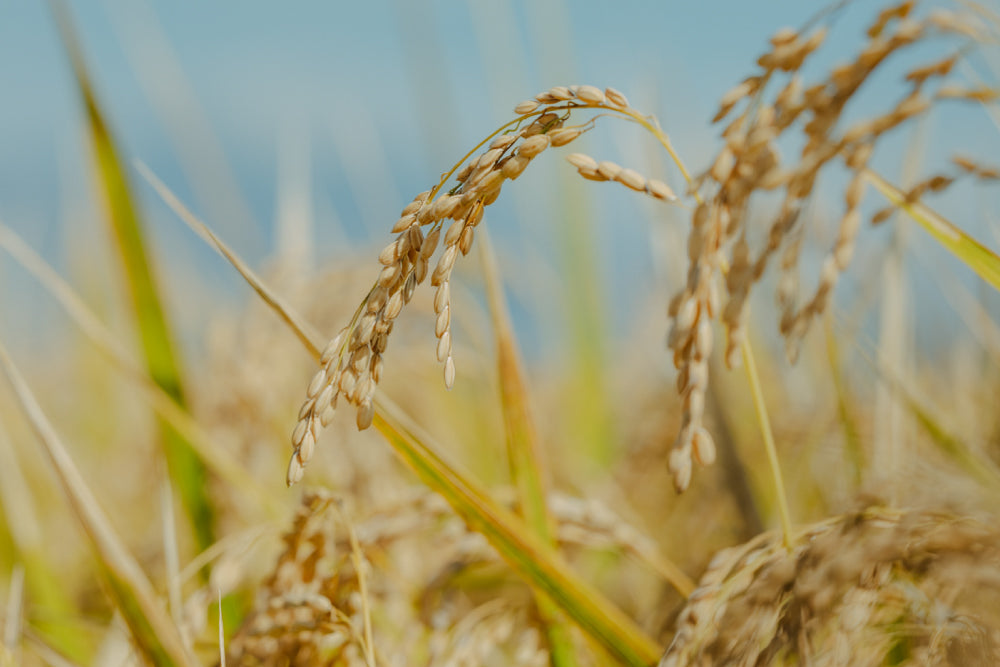日本の在来種の米 「亀の尾・旭（朝日）」  image
