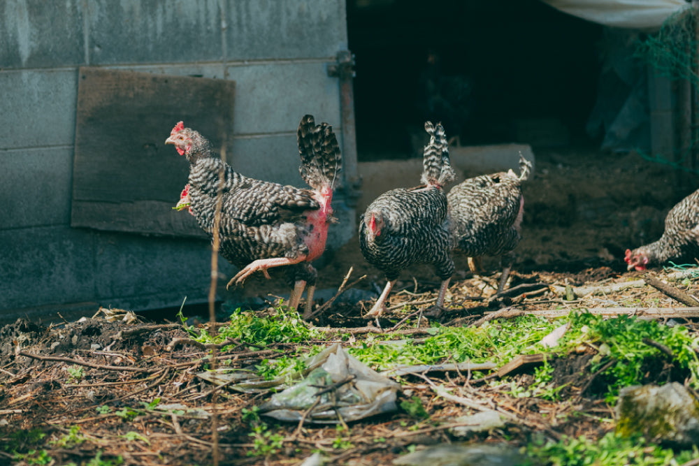 森飼い自然卵 image