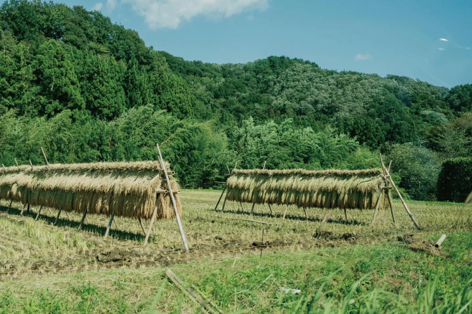 日本のお米の素の味 image