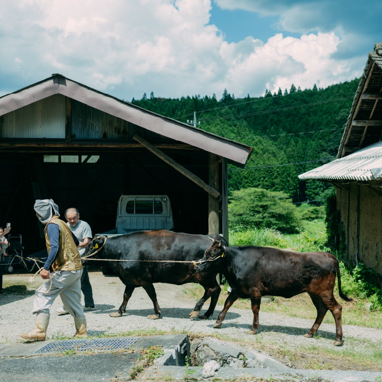 純血の日本牛「 竹の谷蔓牛」