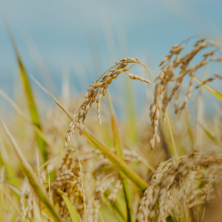 日本の在来種の米「 亀の尾・旭（朝日）」