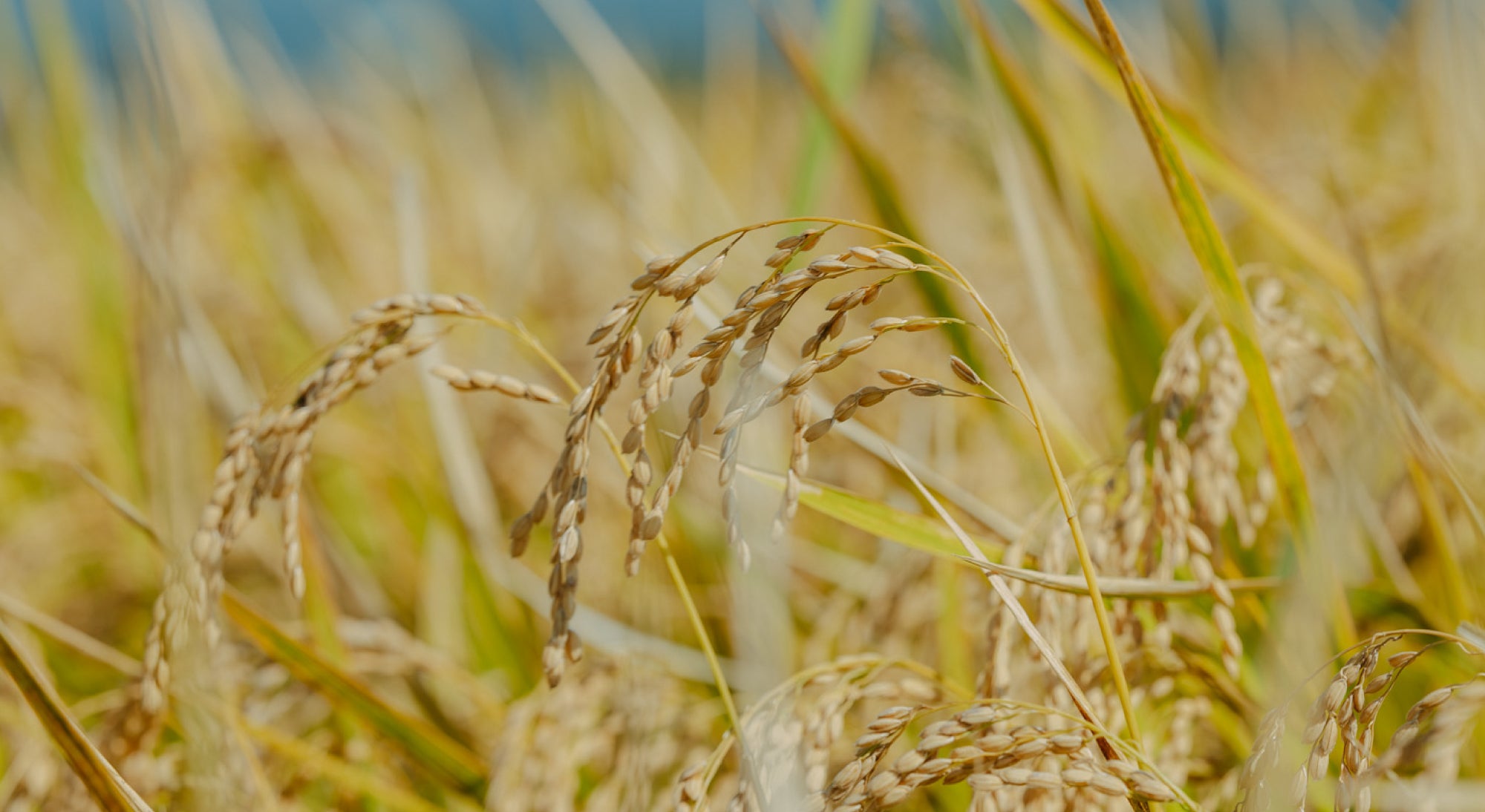 米の『素の味』