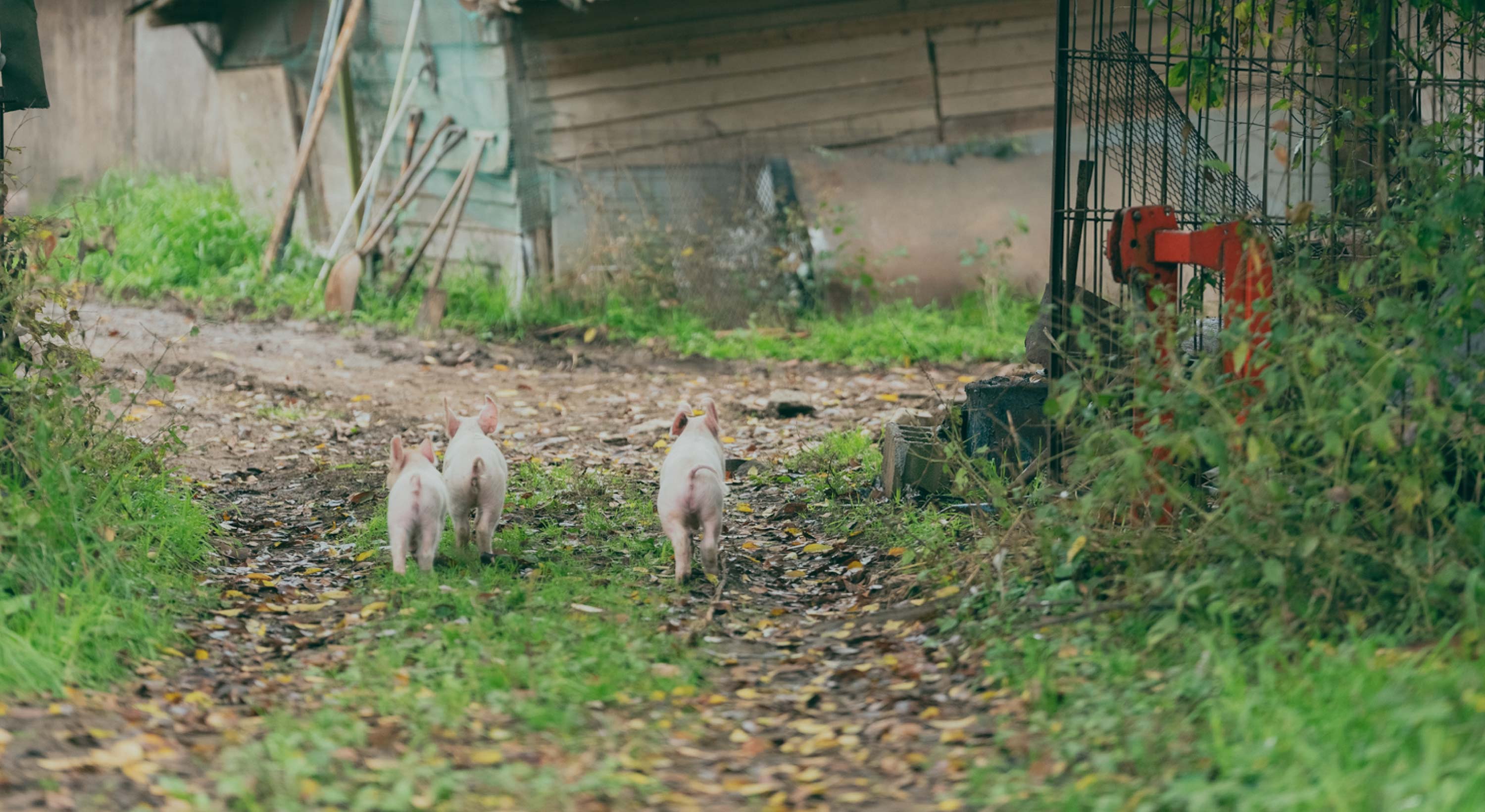 ハムの『素の味』